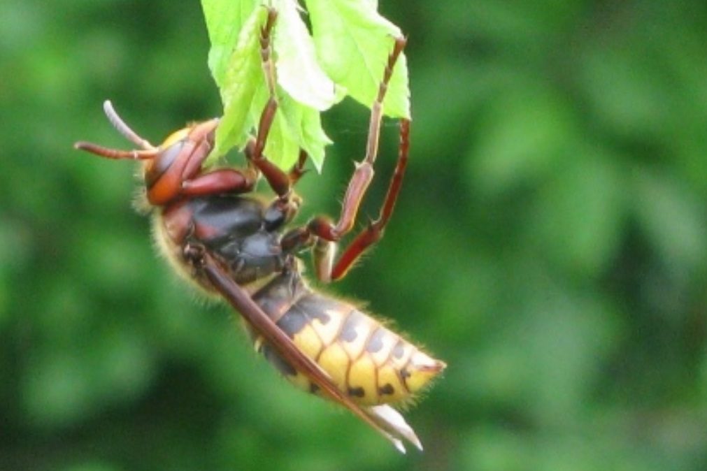 Picada de vespa asiática mata homem em Oliveira do Bairro