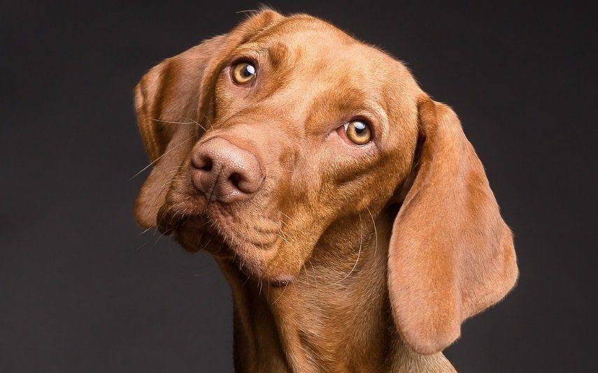 Ter cão em casa? O coração agradece