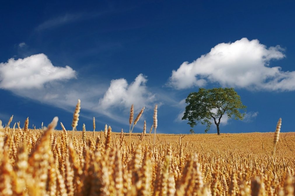 IPMA alerta para setembro com temperaturas anormais para a época