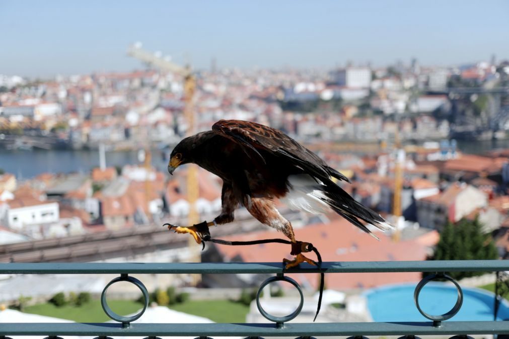 Lúcifer, a águia-de-Harris que expulsou as gaivotas num hotel de luxo de Gaia