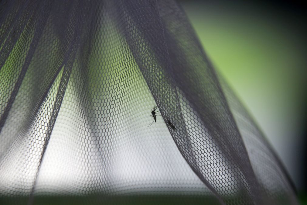 Dengue: Casos no Brasil aumentaram 600% só este ano