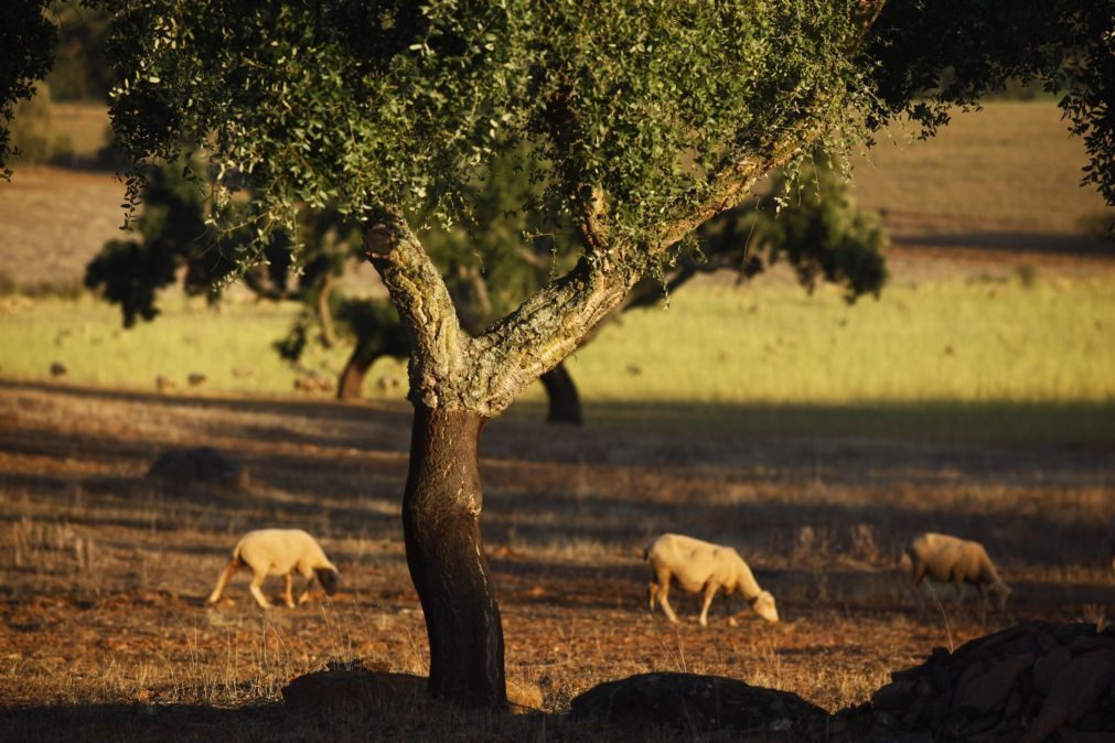 Situação de seca: Governo levanta restrições sobre terras em pousio