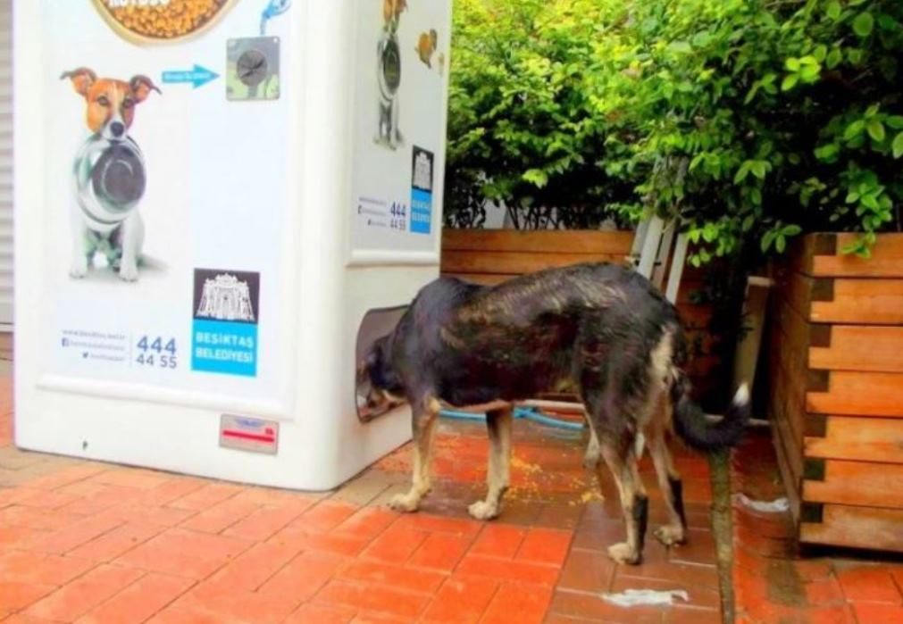 Máquina de reciclagem troca garrafas por comida para animais abandonados [vídeo]