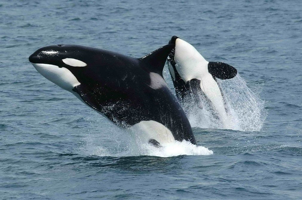 Tribunal russo condena empresas pela captura de orcas
