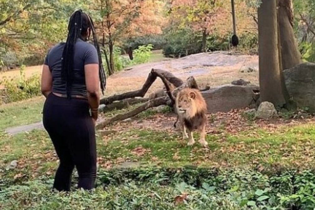 Detida mulher que invadiu recinto dos leões no Jardim Zoológico