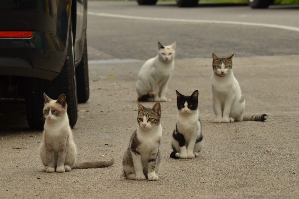 Câmara de Matosinhos lança plataforma de monitorização de gatos de rua