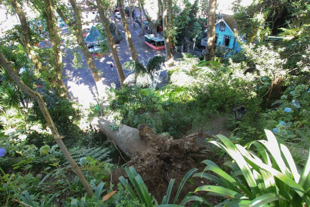 Caiu árvore no local onde em 2017 ocorreram 13 mortes no Funchal