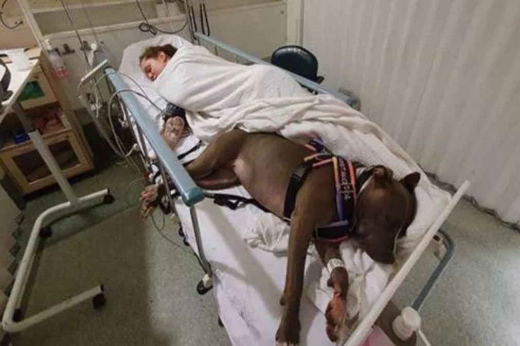 Cadela salva vida da dona e recusa-se a deixá-la sozinha no hospital