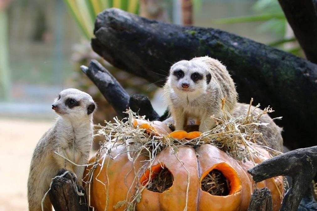 Saiba como ganhar entradas grátis no Jardim Zoológico este Halloween