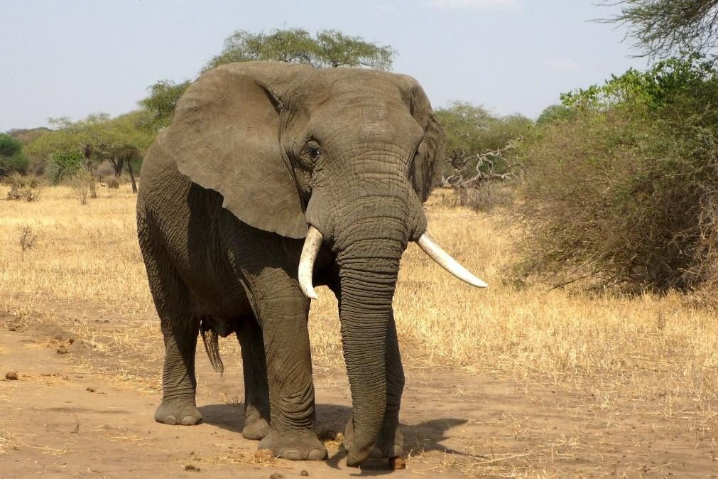 Elefante morre depois de carregar turistas debaixo de calor extremo