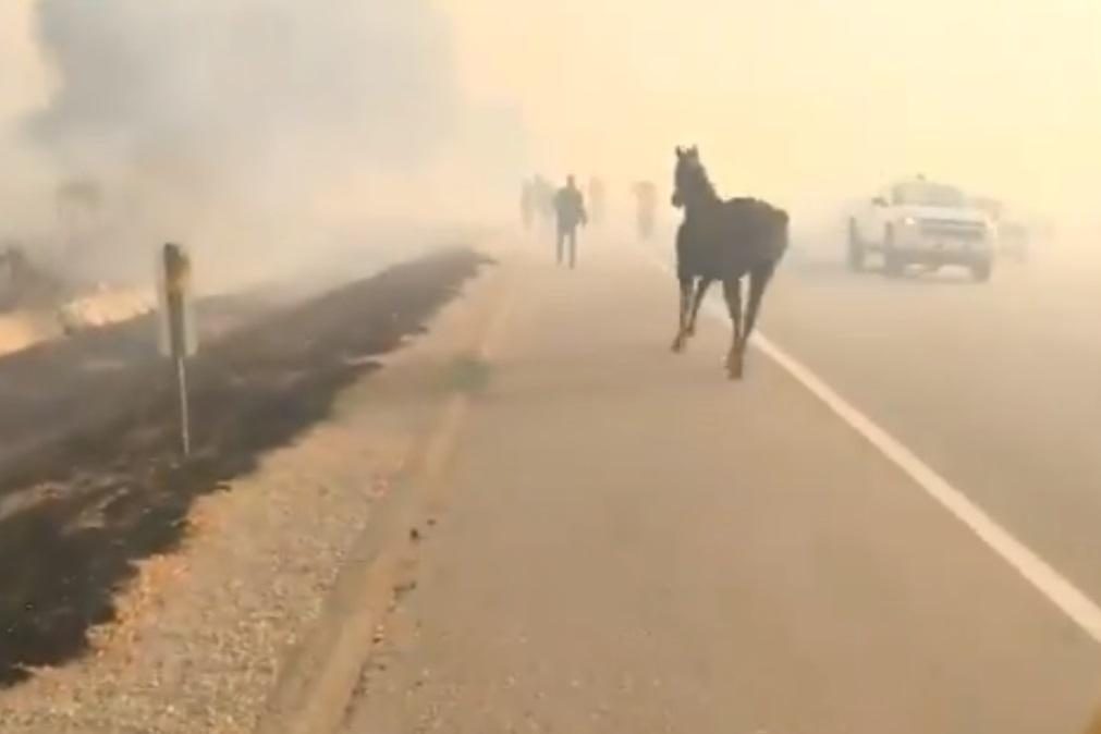 Cavalo regressa a zona de incêndio e salva família das chamas na Califórnia [Vídeo]