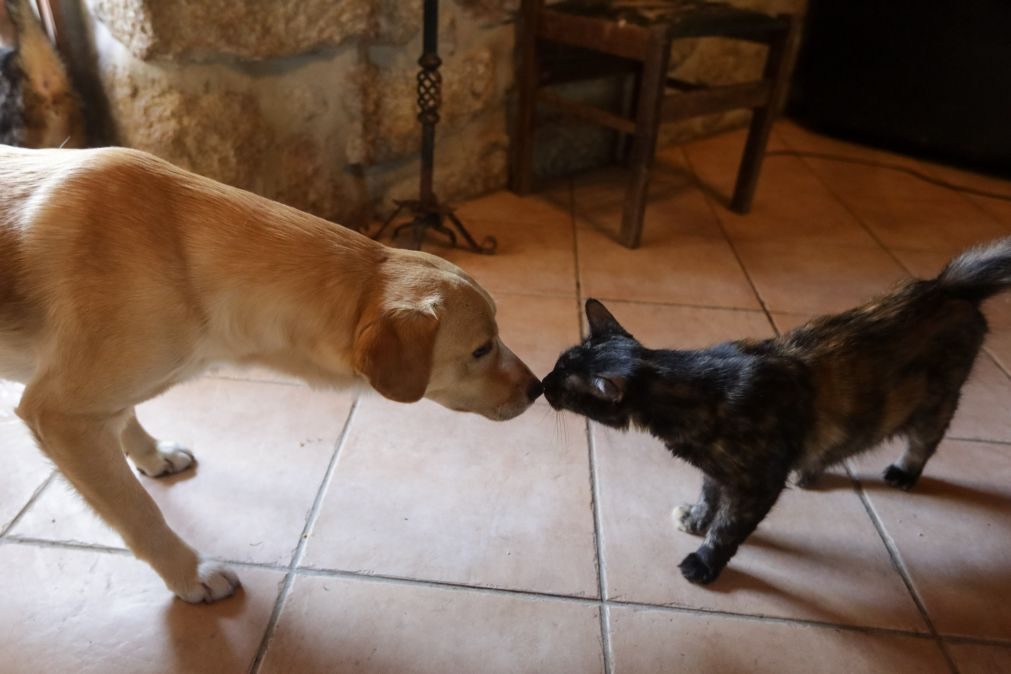 Primeira clínica com câmara hiperbárica para cães e gatos abre hoje ao público em Odivelas