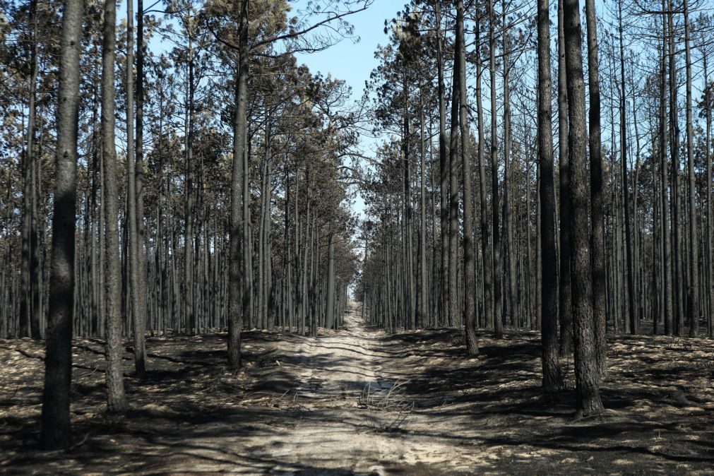 Mulher acusada de queimada que contribuiu para fogo no Pinhal de Leiria conhece hoje a sentença