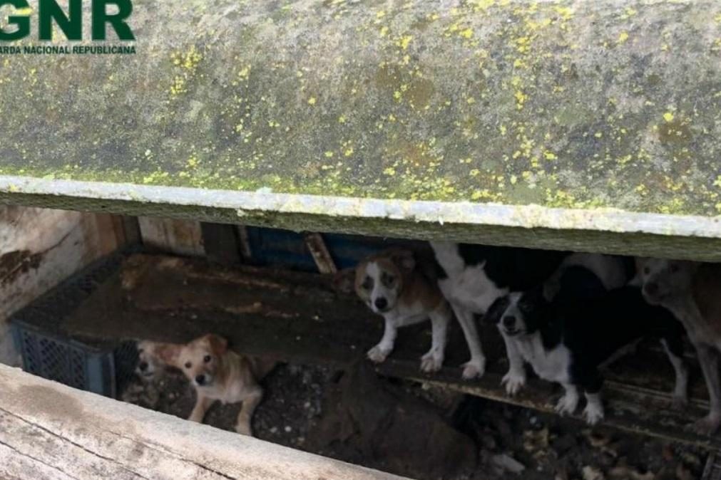 GNR resgata 43 cães que viviam presos num canil ilegal