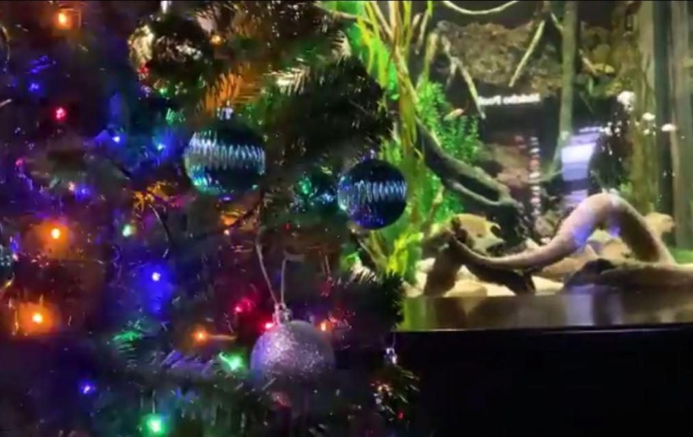 Enguia elétrica dá energia e liga luzes de árvore de Natal [vídeo]