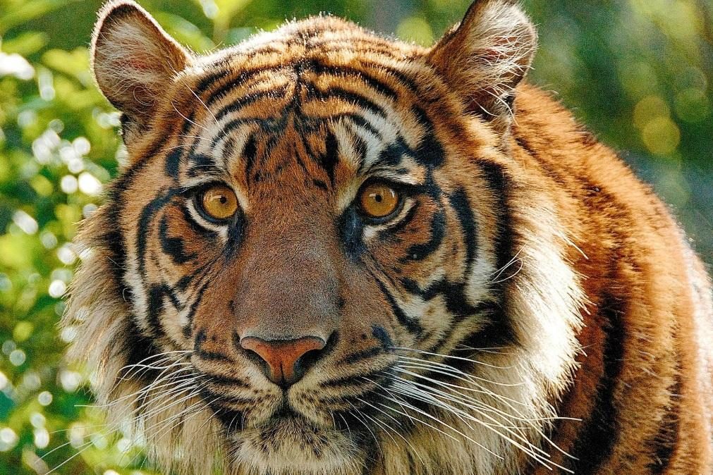 Tigre de Sumatra mata agricultor indonésio