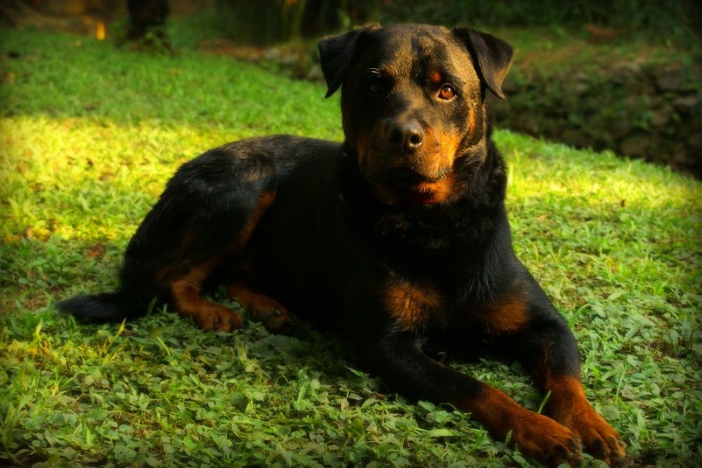 Cão que atacou criança em Matosinhos fica de quarentena