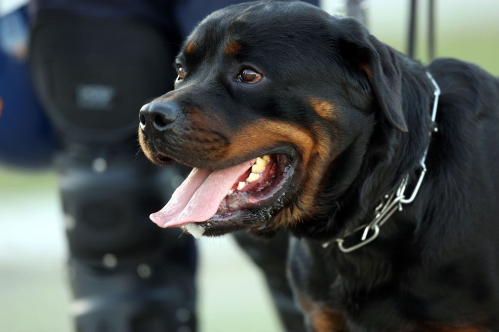 Termo de Identidade e Residência para dono de cão que atacou criança em Matosinhos