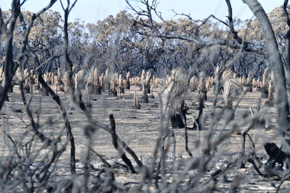 Austrália vai canalizar 1,2 mil milhões de euros para recuperar áreas afetadas pelos incêndios