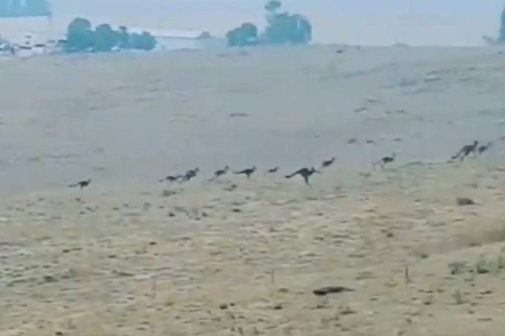 Dezenas de cangurus fogem desesperados ao fogo na Austrália [vídeo]