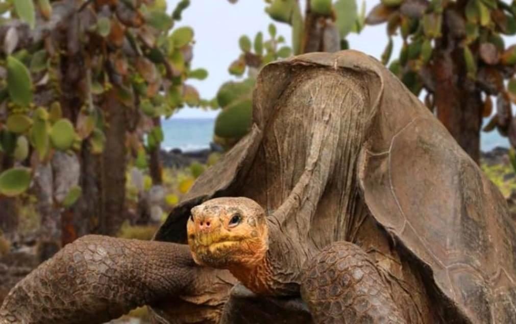 Diego, a tartaruga sexy com mais de 100 anos que salvou a sua espécie da extinção