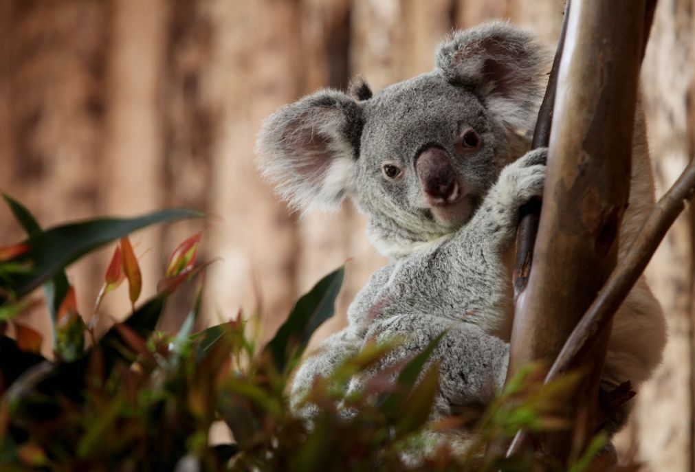 Zoo de Lisboa recolhe fundos para ajudar coalas afetados por fogos na Austrália