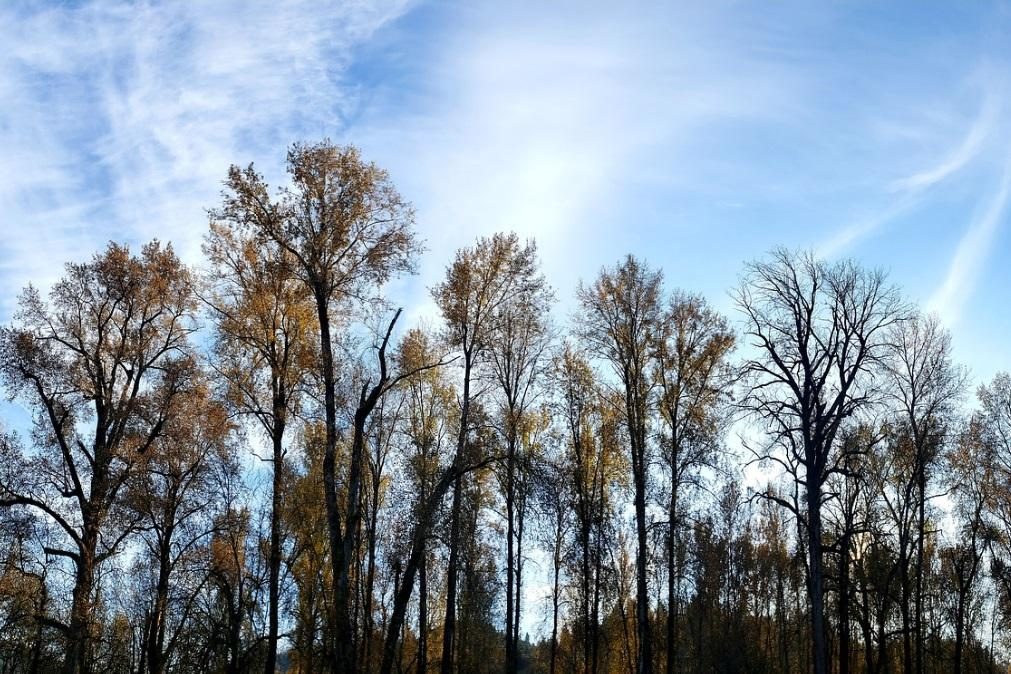 Meteorologia: Previsão do tempo para domingo, 19 de janeiro