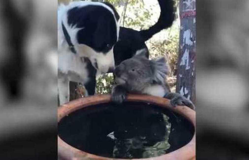 Cadela partilha água com coala que a visita diariamente [vídeo]