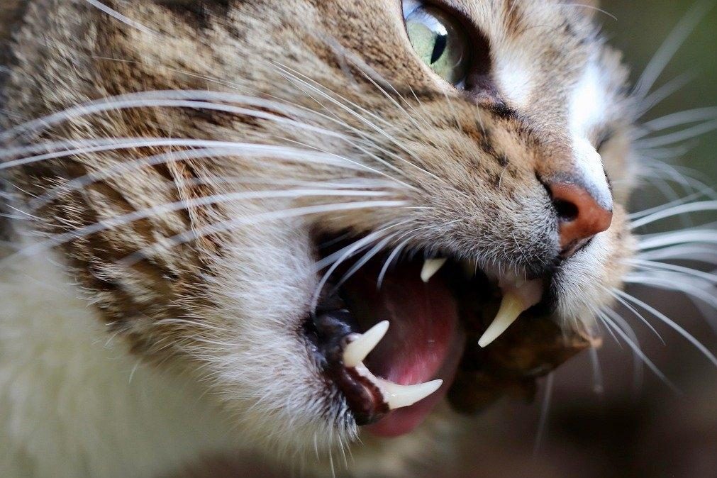 Mulher fica trancada dois dias em cozinha por causa de gata em fúria