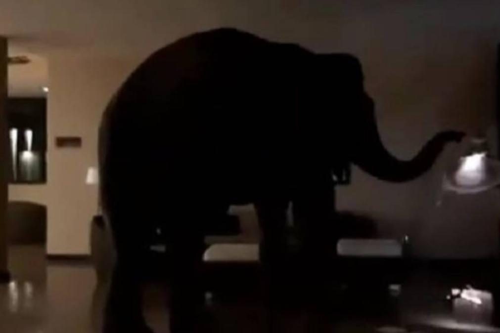 Elefante invade hotel e causa elevados danos materiais [vídeo]