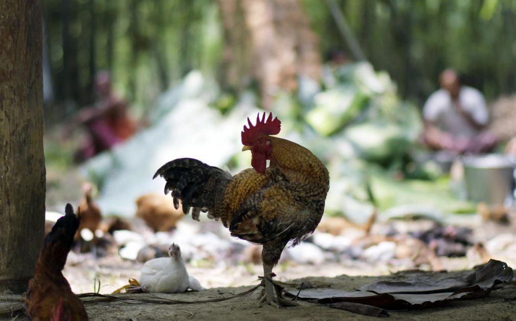 ALERTA | China reporta surto de gripe das aves próximo do epicentro do novo coronavírus