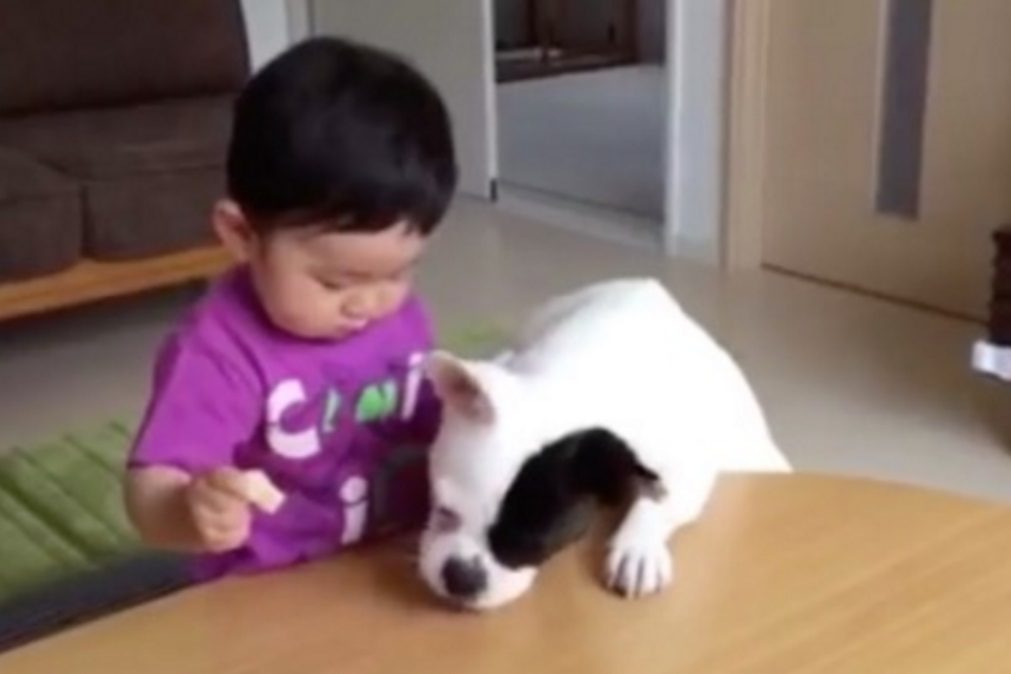 Cão come lanche do bebé e este desata a chorar: Foi então que o cão fez isto...