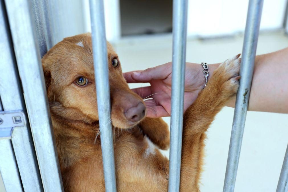 Situação nos canis municipais é dramática e de rutura