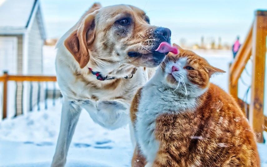 Coronavírus Cães e gatos também podem apanhar coronavírus?