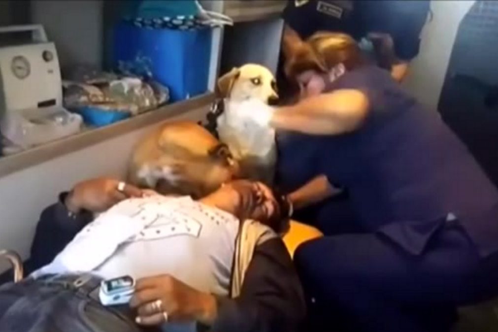 Cães acompanham dono na ambulância até ao hospital