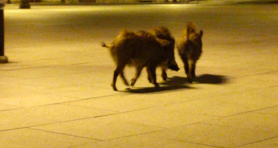 Patos, golfinhos, javalis... Animais saem à rua enquanto humanos cumprem quarentena