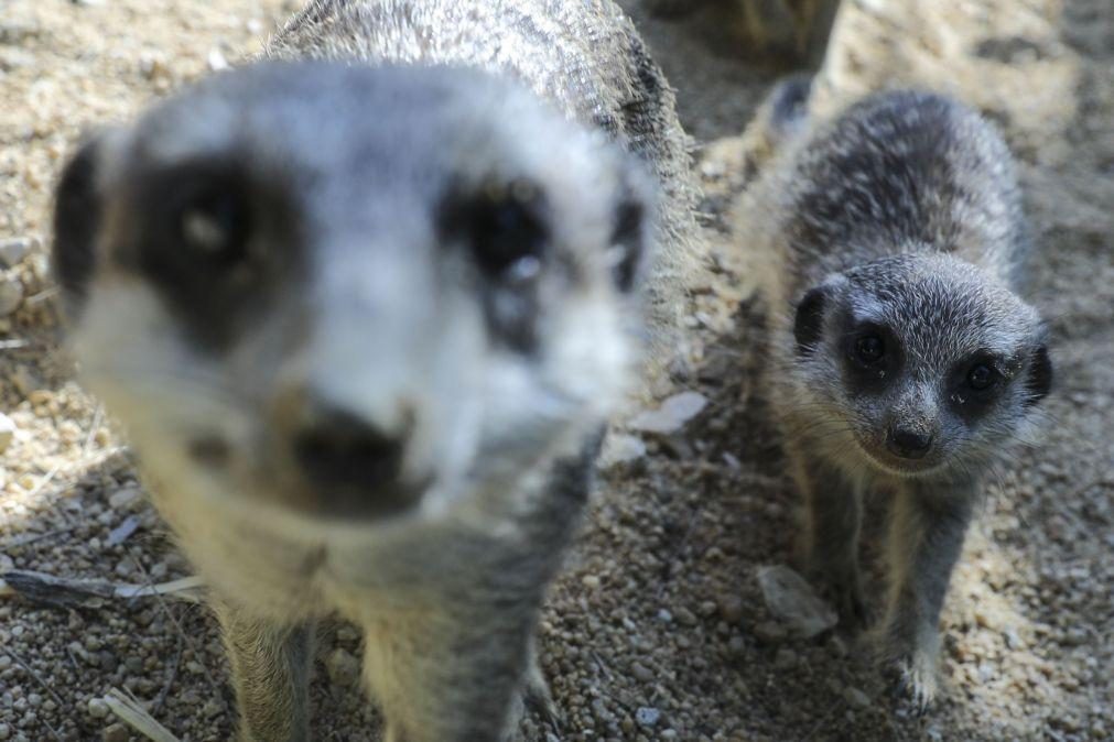 Covid-19: Jardim Zoológico de Lisboa propõe descoberta virtual do mundo animal