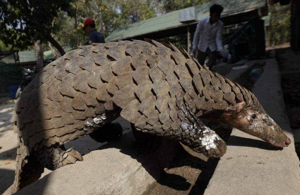 Pangolins são portadores de coronavírus, mas não se sabe se o passaram aos humanos