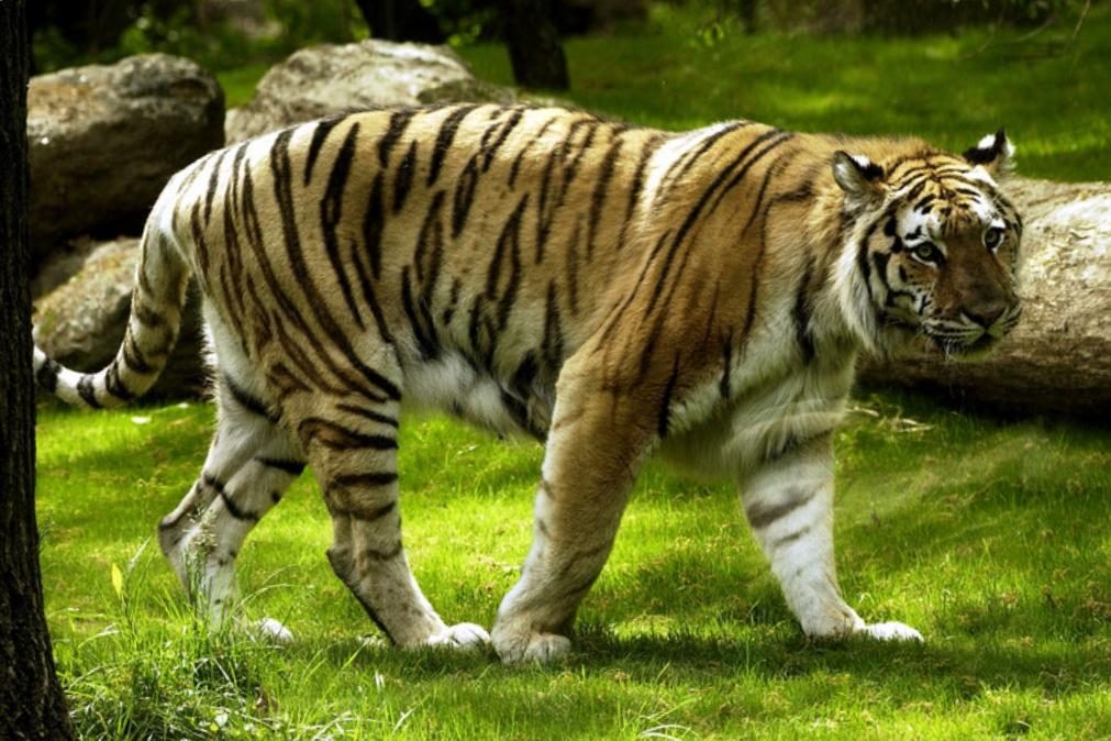 Covid-19: Tigre do zoo de Nova Iorque testa positivo para o novo coronavírus