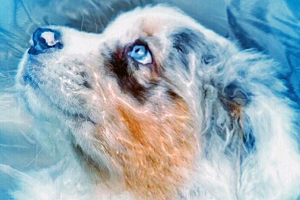 Morreu o primeiro cão diagnosticado com o novo coronavírus