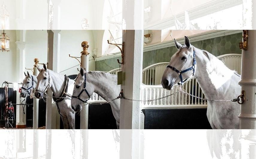 O segredo mais bem guardado Rainha Isabel II esconde cavalos no seu palácio mais desconhecido