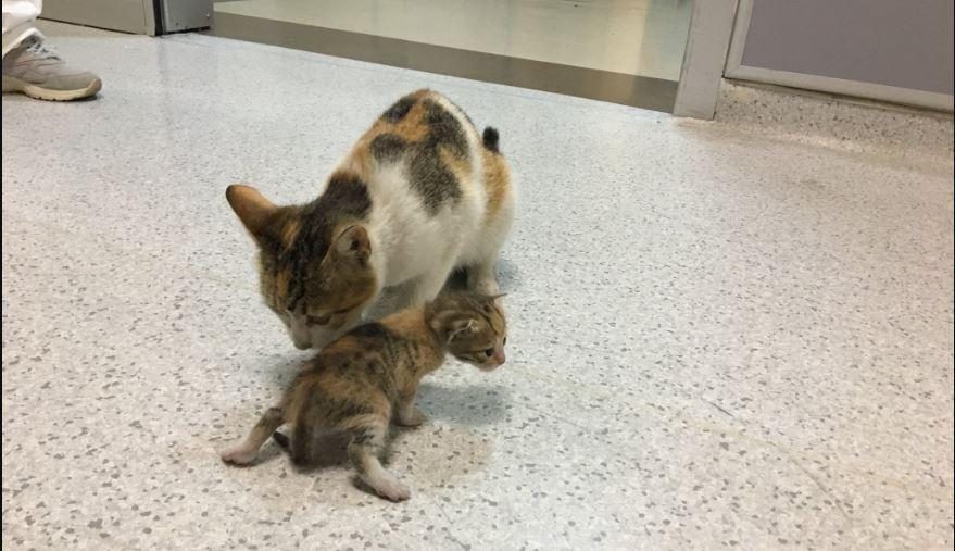 Gata de rua leva cria às urgências de hospital para pedir ajuda