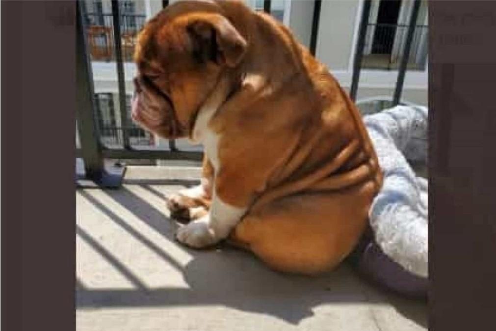 Big Poppa, o cão que que vive triste em tempos de covid-19