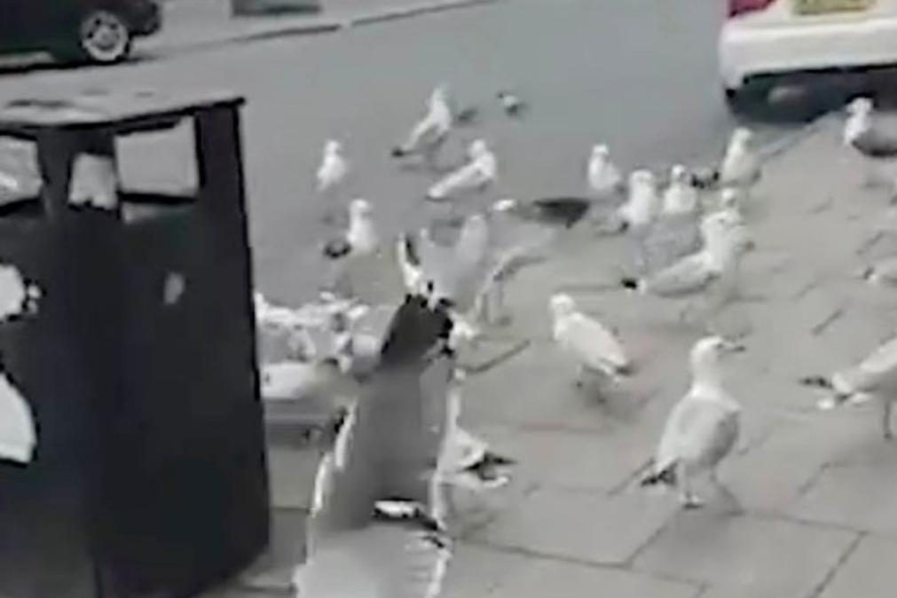 Escassez de lixo nas ruas desertas de Liverpool leva gaivotas a tornam-se canibais