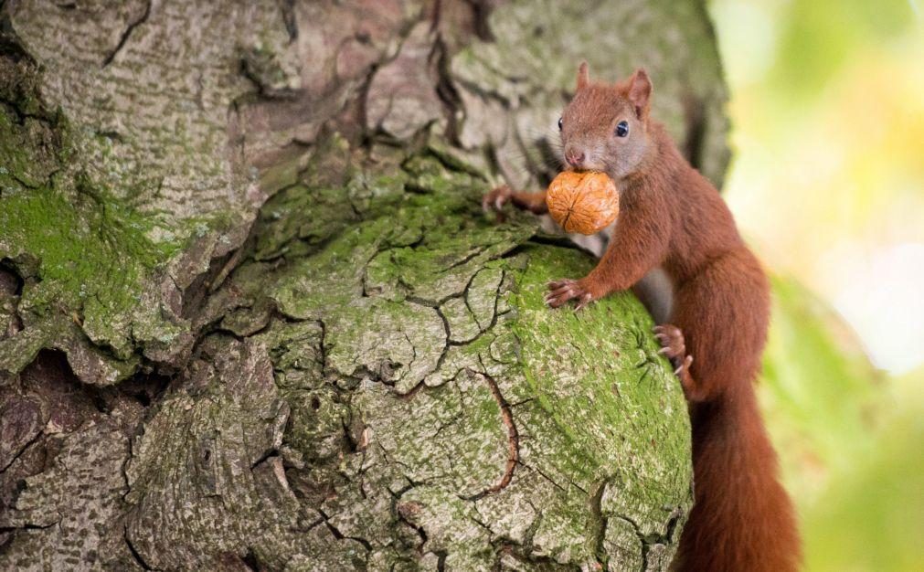 Investigadores identificam vírus que está a matar esquilos em Portugal