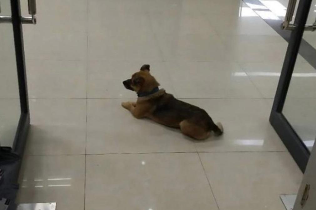 Cão espera em hospital pelo dono que morreu há três meses de covid-19