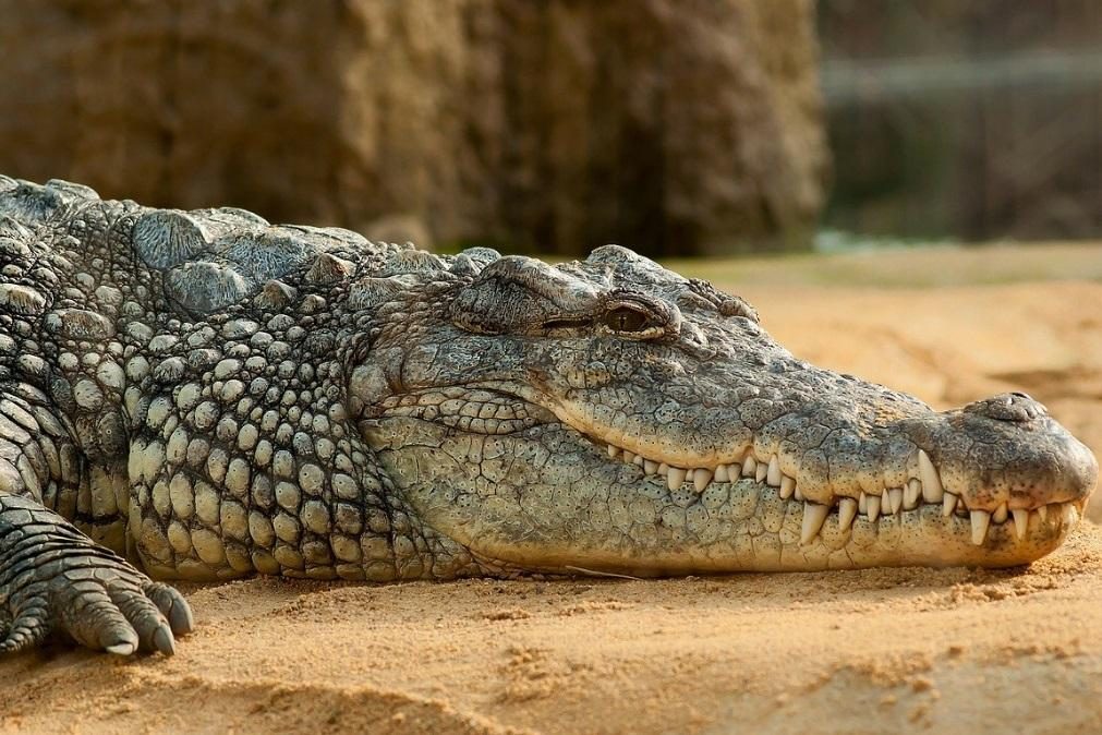 Autoridades espanholas procuram crocodilo «muito agressivo» no Douro