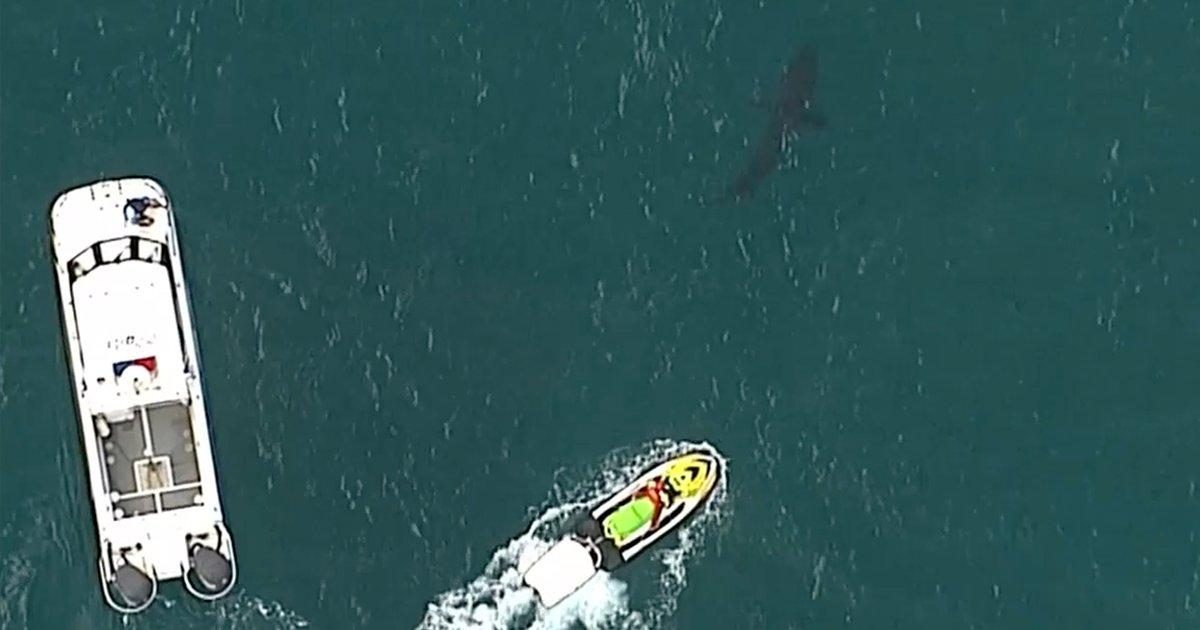 Surfista morre depois de ser atacado por tubarão de 3 metros na Austrália