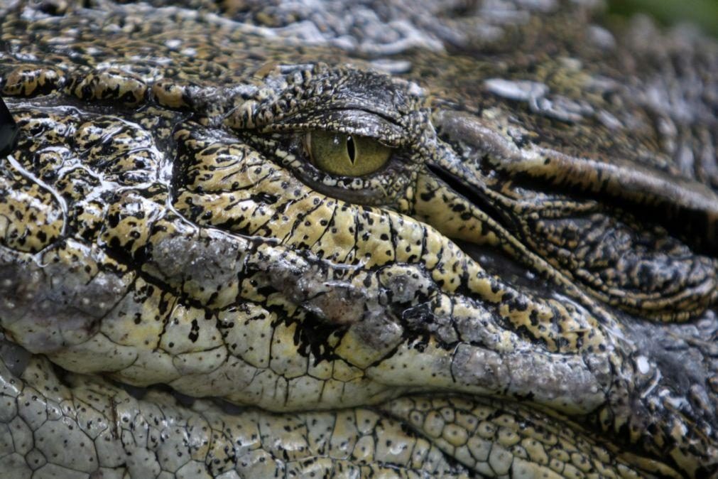 Espanha dá por terminadas buscas a crocodilo nos rios Douro e Pisuerga