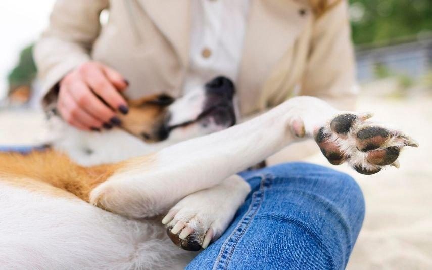 Animais de Estimação: Porque é que os cães se encostam a nós?